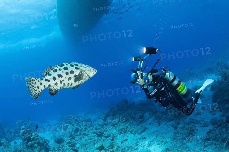 Diver photographing potato grouper, Epinephelus tukula, Cod Hole, Great Barrier Reef, Australia, Oceania