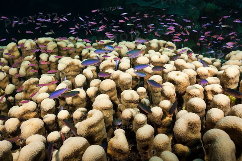 Whitley's bannerfish on the reef, Luzonichthys whitleyi, Osprey Reef, Coral Sea, Australia, Oceania