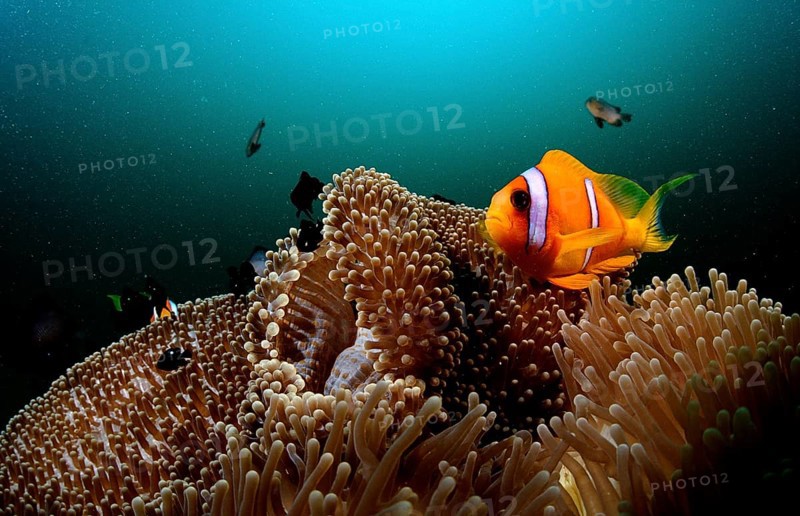 Red Sea Anemonefish, Amphiprion bicinctus, Djibouti, Djibouti, Africa, Afar Triangle, Gulf of Aden, Gulf of Tadjourah, Africa