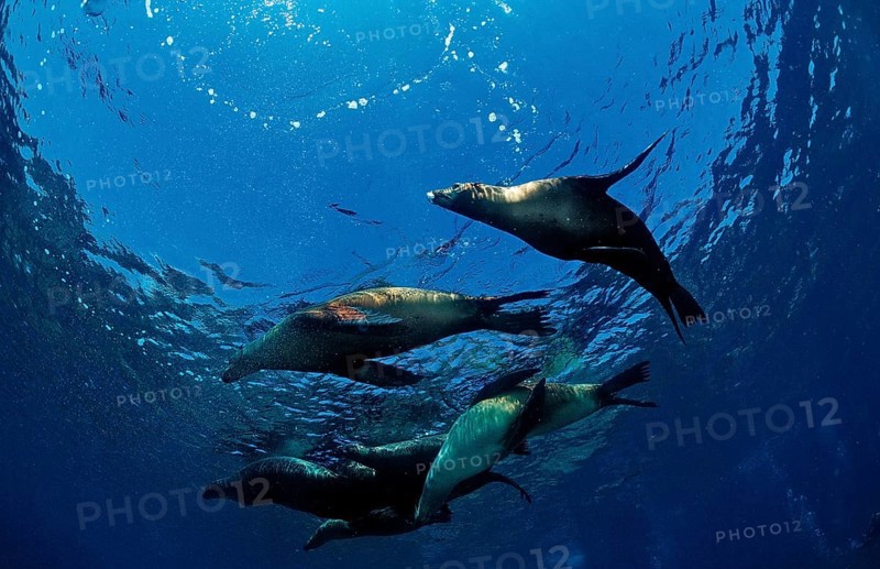 Group of California sea lions, Zalophus californianus, USA, California, Pacific Ocean, North America