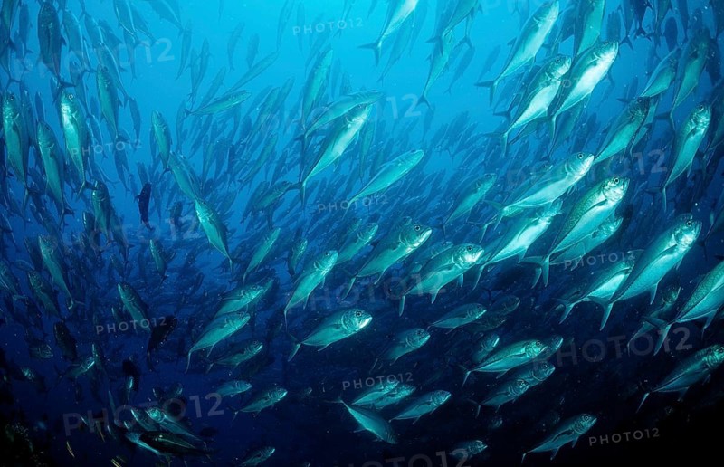 Bigeye trevally, Caranx sexfasciatus, Mexico, Lake Cortez, Lower California, La Paz, Central America