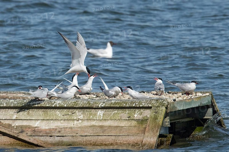 Common Tern (Sterna hirundo)