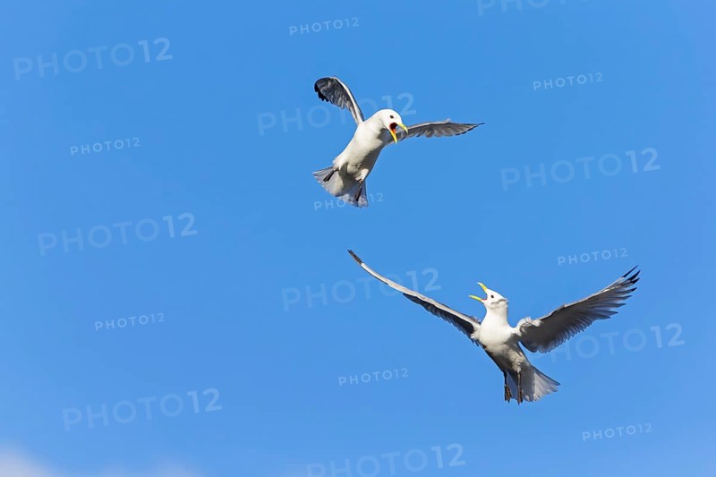 Kittiwake, (Rissa tridactyla), animals, birds, family of gulls, dispute between two gulls, Varanger, Finnmark, Norway, Europe