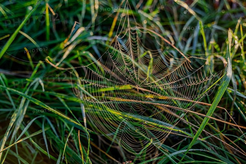 An artistic spider's web in nature decorated with dewdrops, Danube, Bogen, Lower Bavaria