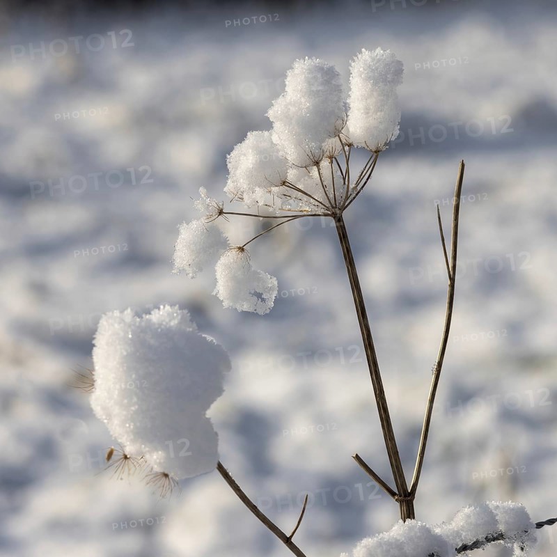 Snow clinging to a dead Cow Parsley stem in winter