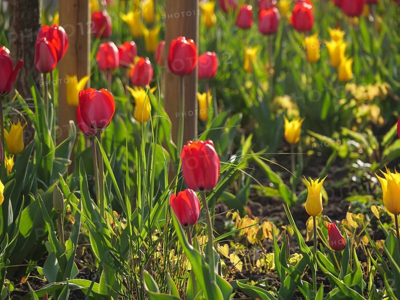 Vibrant red and yellow tulips in a sunny flower bed, weseke, münsterland, germany