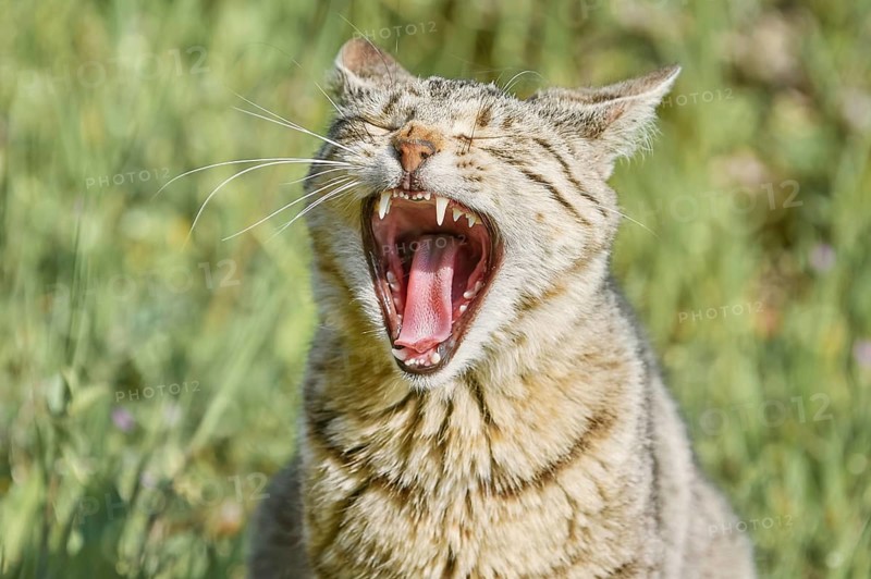 Yawning Stray Cat on the Green Grass Varna, Bulgaria, Europe
