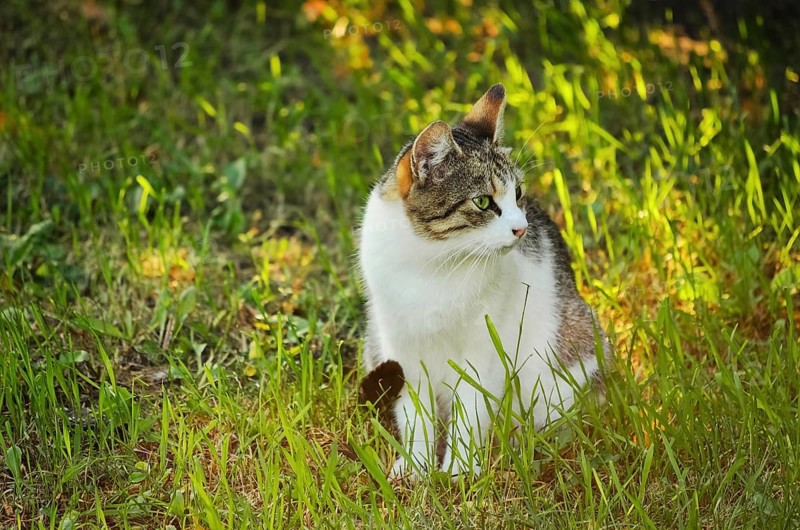 Stray Cat Sitting In The Green Grass