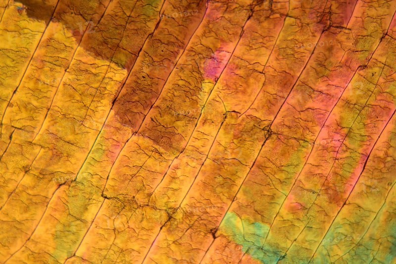 Sulfur crystals under the microscope with a magnification of 100 times and in polarized light