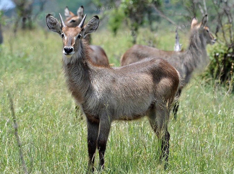 Waterbuck (Kobus ellipsiprymnus)