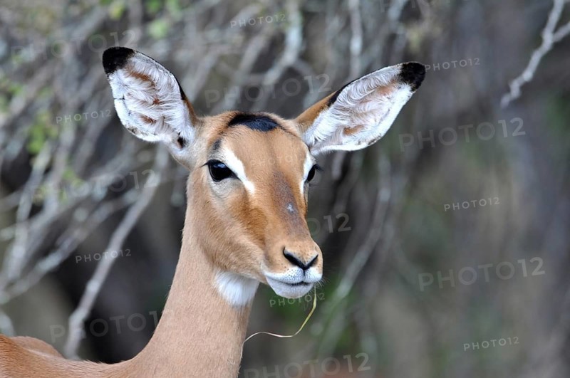Impala Antelope (Aepyceros Melampus) in the Kruger Park, South Africa, Africa
