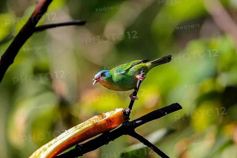 Blue Dacnis in sunlight perched on a branch, feeding on banana, against defocused green background, Folha Seca, Brazil, South America