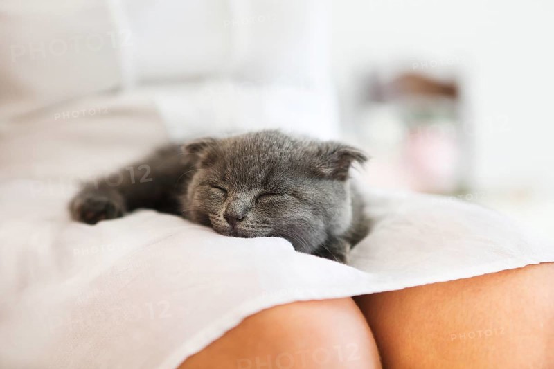 British kitten slepping on young woman hands