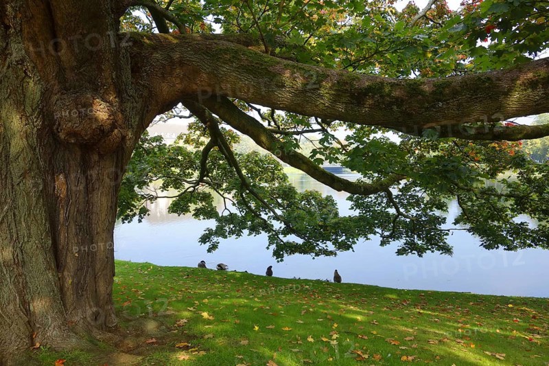Platanus × acerifolia