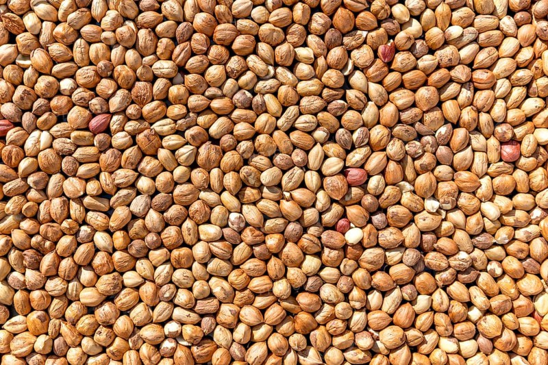 Lots of brown hazelnuts as a full-size background