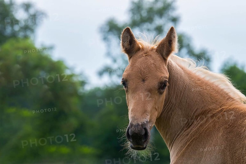Quarter Horse foals in portrait