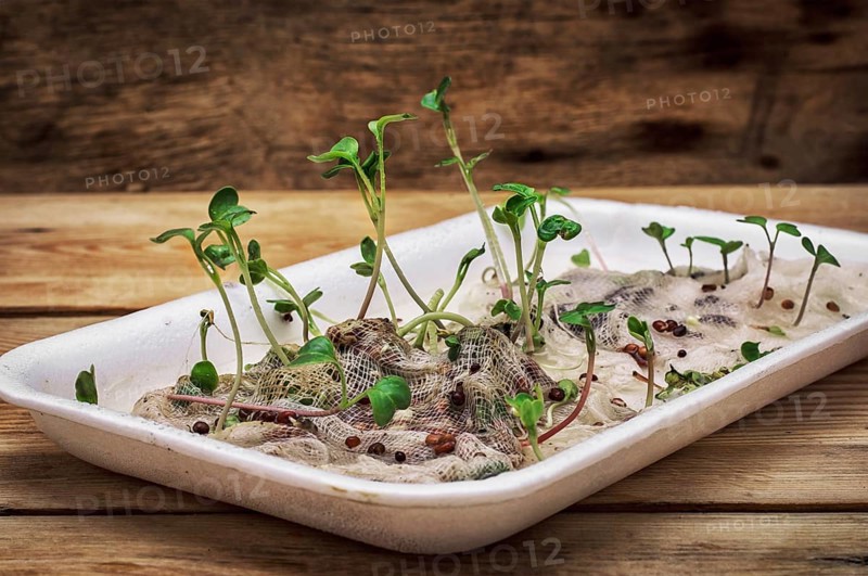 Germinated spring planting the sprouts of agricultural plants