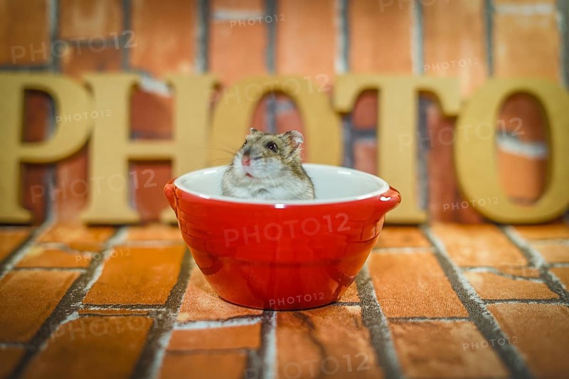 Djungarian hamster image. Shooting Location: Yokohama-city kanagawa prefecture