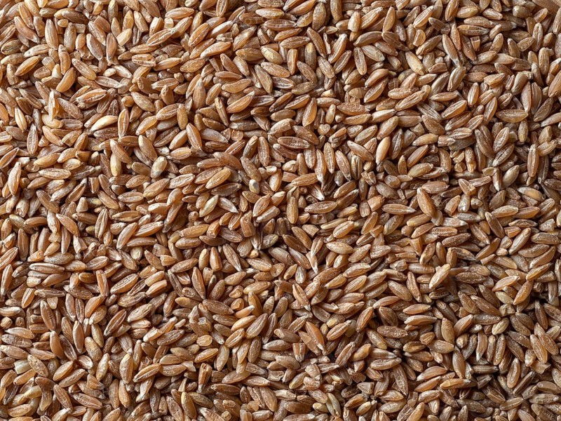Spelt seeds texture as food background. Spelt seeds pattern top view or flat lay