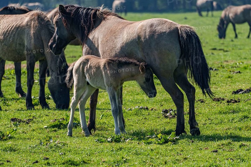 Mare with foal on a green, spring-like meadow, dülmen, westphalia, münsterland, germany