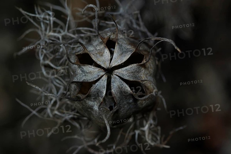 Seed capsule, Venus hairy