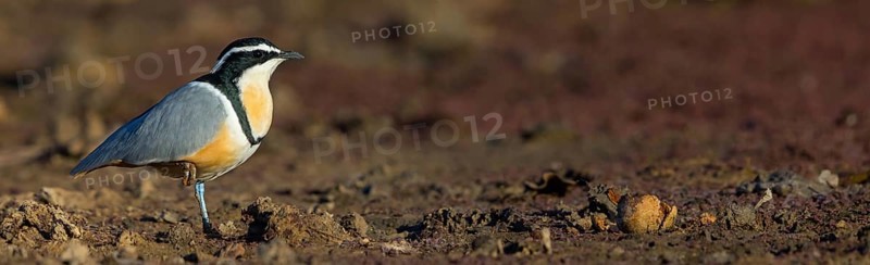 Crocodile-bird, (Pluvianus aegytpticus), Crocodile-bird, Egyptian Plover, Pluvian fluviatile, Pluvial, Njau area, Njau, North Bank, Gambia, Africa