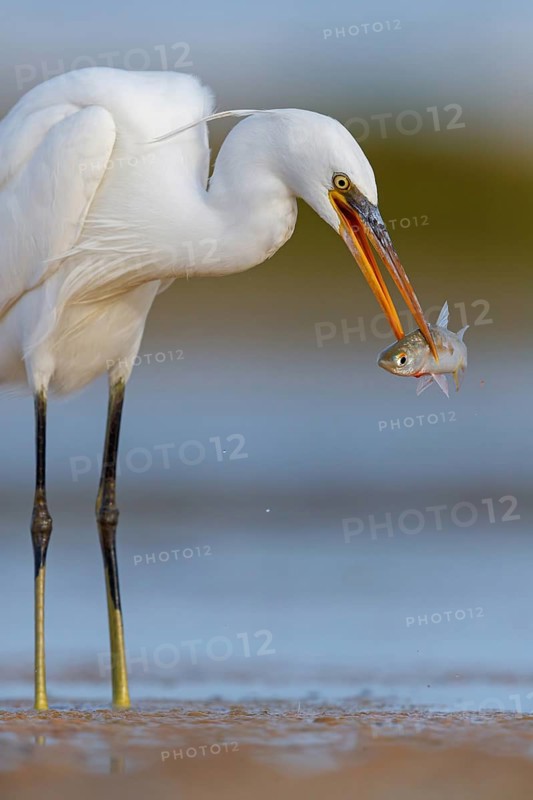 Western Reef Heron, Western Reef-Heron, Western Reef-Egret, (Egretta gularis), Garceta Dimorfa, Raysut, Salalah, Dhofar, Oman, Asia