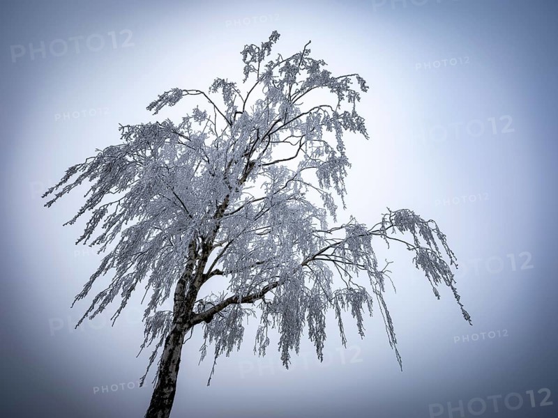 Tree with hoarfrost in the fog, Braunschweig, Lower Saxony, Germany, Europe