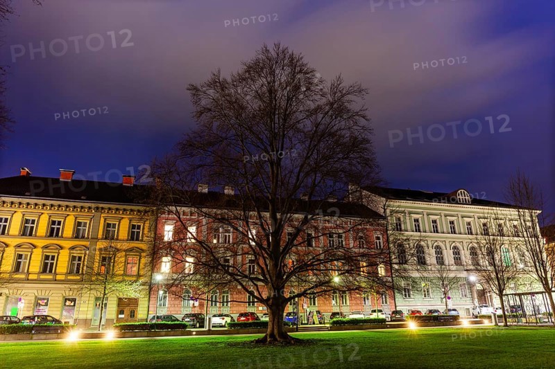 Bare tree in a park, blue hour, Gärner Park, Leoben, Styria, Austria, Europe