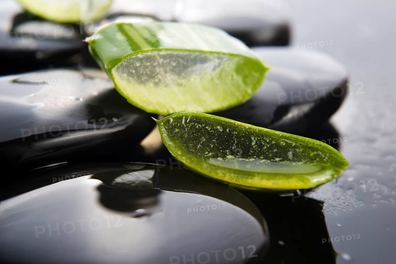 Sliced aloe leaves with oil on the stone, lodz, poland