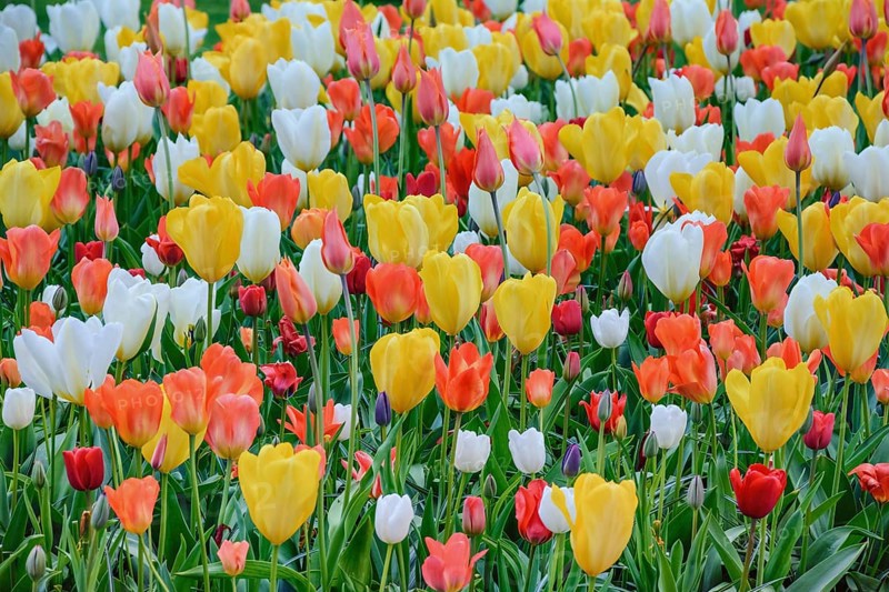 Different Kinds of Tulips Keukenhof, Netherlands