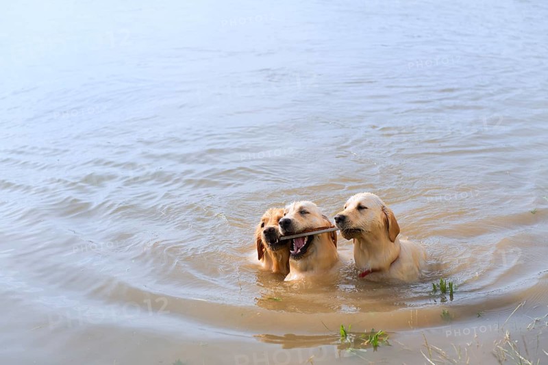 Swimming and playing labrador dogs