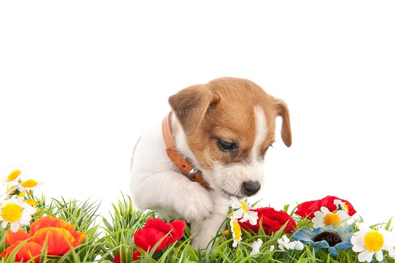Jack Russel puppy dog walking in grass with flowers isolated over white background