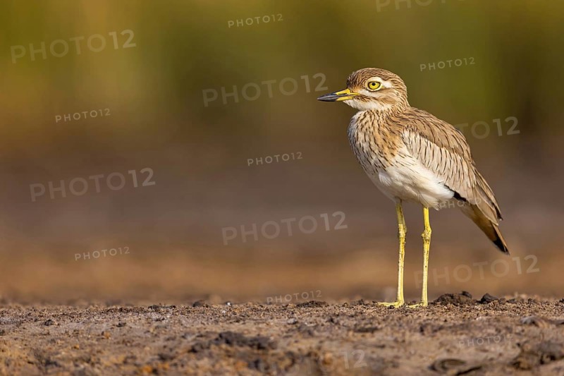 Senegal Lapwing, (Vanellus senegallus), Africa, South Africa, KwaZulu-Natal, Triele family, iSimangaliso Wetland Park, St Lucia, Africa