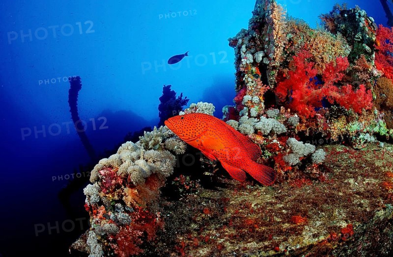 Jewelled perch, Cephalopholis miniata, Egypt, Africa, Red Sea, Africa