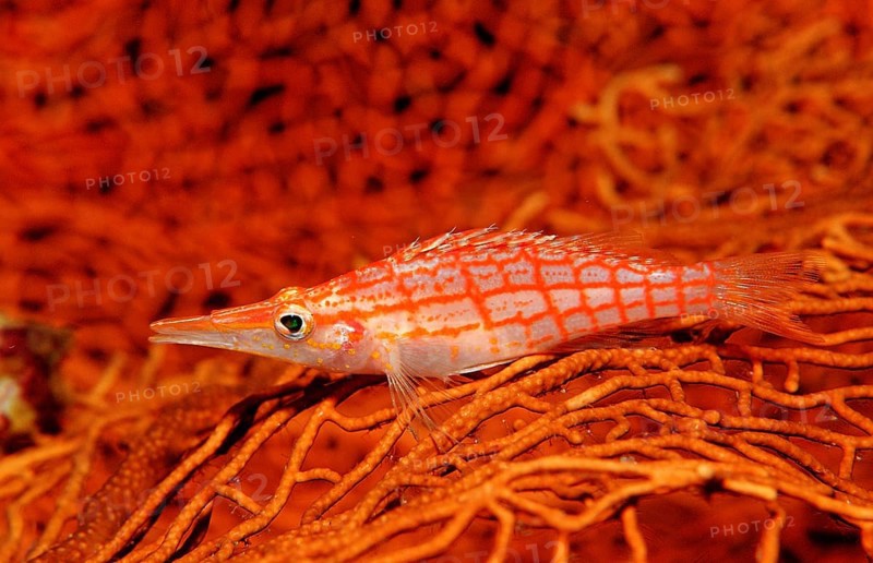 Long-nosed Coral Guard, Oxycirrhites typus, Indonesia, Raja Ampat, Irian Jaya, West Papua, Indian Ocean, Asia