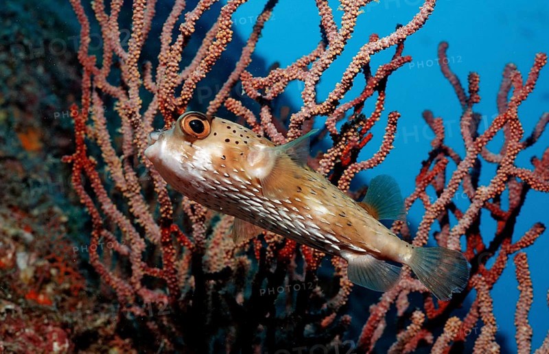 Longspine Hedgehogfish, Diodon holocanthus, Mexico, Lake Cortez, Lower California, La Paz, Central America