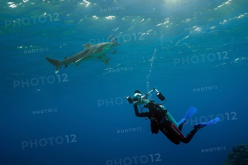 Diver taking photo of Oceanic Whitetip Shark, Carcharhinus longimanus, Brother Islands, Red Sea, Egypt | Diver taking photo of Oceanic Whitetip Shark, Red Sea, Egypt, Africa