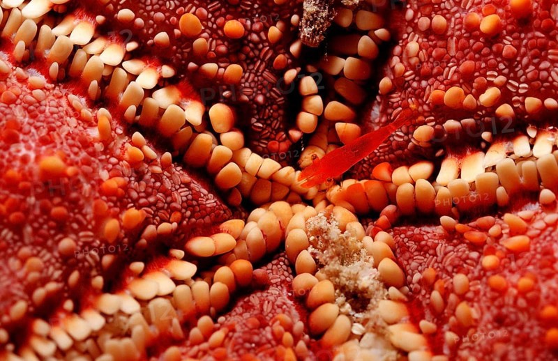 Starfish partner shrimp, Periclimenes soror, Mexico, Lake Cortez, Lower California, La Paz, Central America