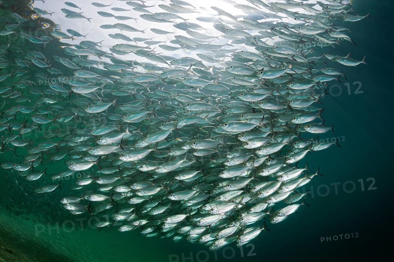 Shoal of yellow-striped herring mackerel in the lagoon of Ahe Island, Selaroides leptolepis, Cenderawasih Bay, West Papua, Indonesia, Asia