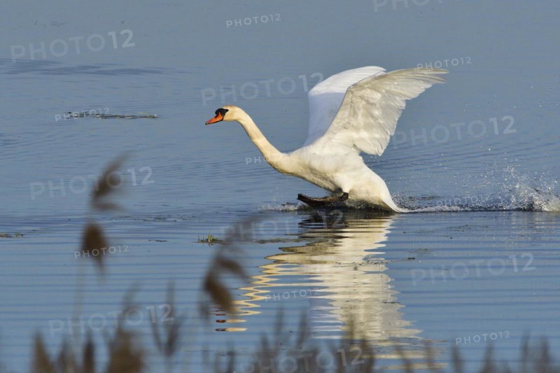 Mute Swan in territory battle in spring, Mute Swan during the breeding season