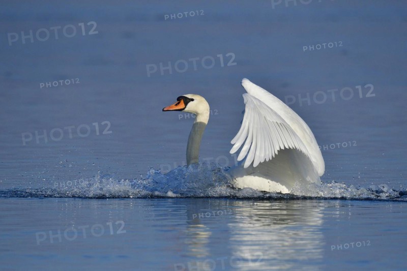 Mute swan landing