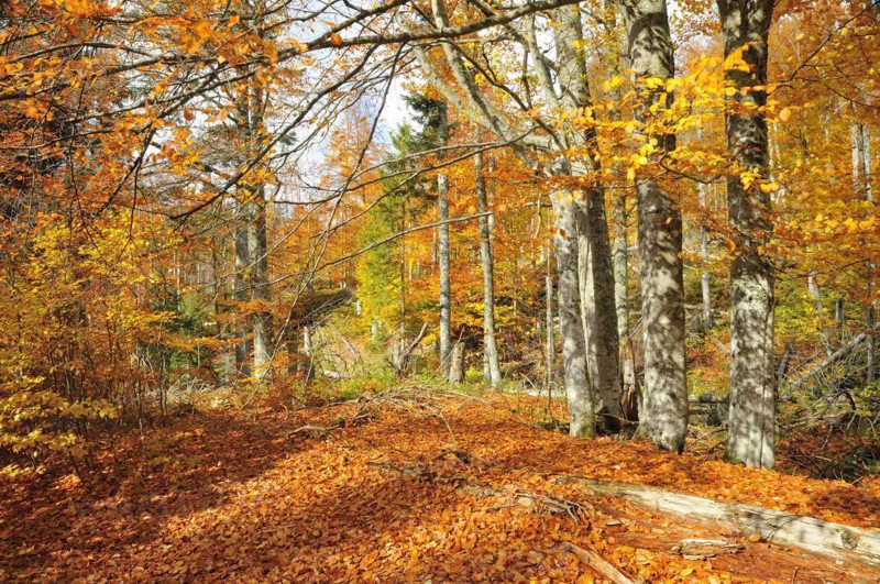 The Kleine Ohe in the Bavarian Forest, in autumn. Deadwood on Lusen, in the Bavarian Forest