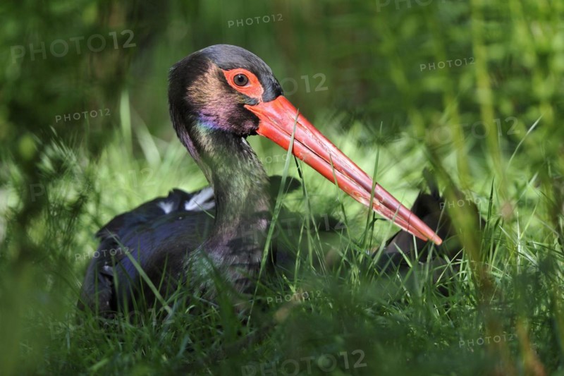 Black stork looking for food