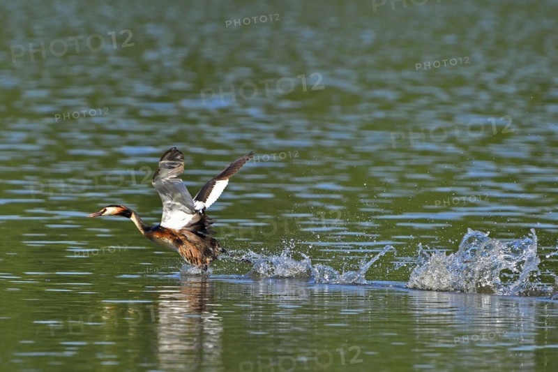 Great crested grebe, Great crested grebe, Podiceps cristatus, Grebe, Europe, Europe, Germany, Germany, Europe