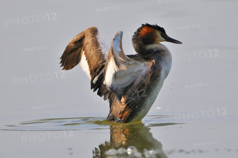 Great crested grebe, Podiceps cristatus, Great crested grebe, Europe, Europe, Germany, Germany, Europe