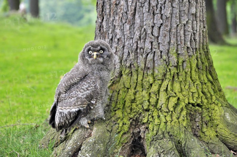Young great grey owl explores its environment