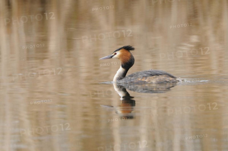 Great crested grebe, Great crested grebe, Podiceps cristatus, Grebe, Europe, Europe, Germany, Germany, Europe