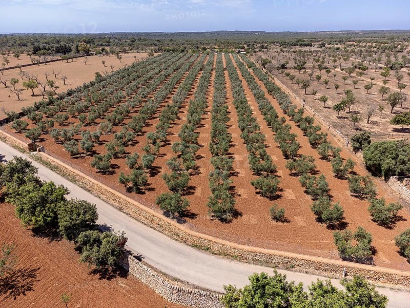 Olive grove on the way to L'Àguila, Llucmajor, Mallorca, Spain, Europe