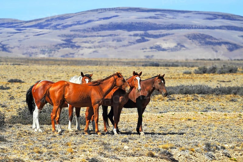 Patagonian pampas on a summer day. The herd of wild mustangs